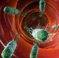 نقش میکروبیوم ها در سیستم ایمنی